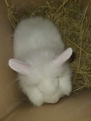 Iepuri cap de leu pitici - imagine 2