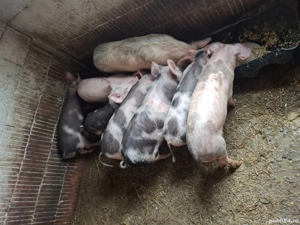 Vand grasuni 35 45 kg 450 buc  daca se ia toti 8 se vand cu 400 buc  - imagine 3