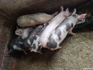 Vand grasuni 35 45 kg 450 buc  daca se ia toti 8 se vand cu 400 buc  - imagine 2