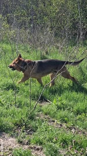 Ciobaneac German - imagine 5