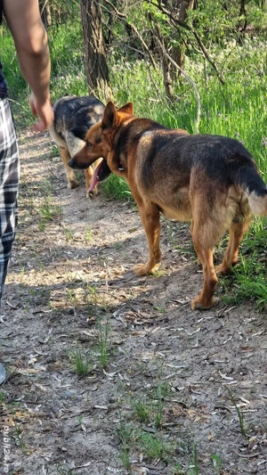 Ciobaneac German - imagine 3