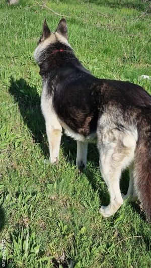 Ciobaneac German - imagine 2