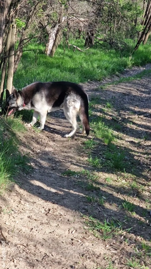 Ciobaneac German - imagine 4