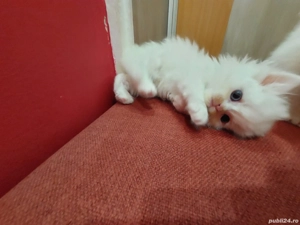 Puiuti pufosi de pisica persana - imagine 4