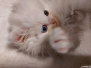 Puiuti pufosi de pisica persana - imagine 3