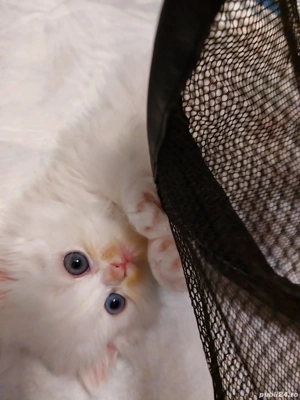 Puiuti pufosi de pisica persana - imagine 5