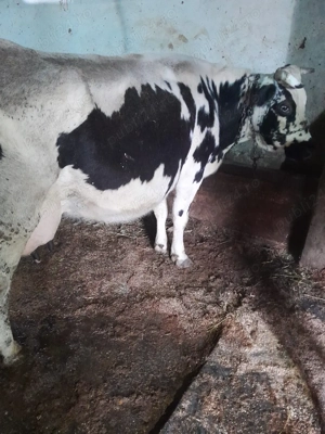 vand vaca cu lapte - imagine 5