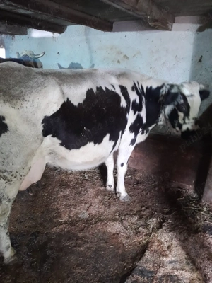 vand vaca cu lapte - imagine 3