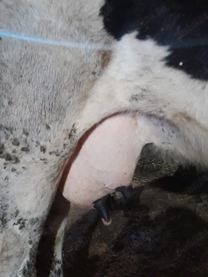 vand vaca cu lapte - imagine 2