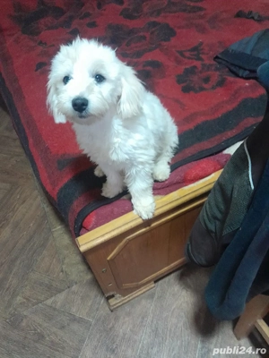 Bichon maltez  - imagine 2