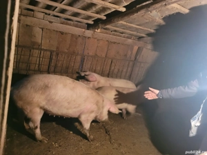 Porci de vânzare 