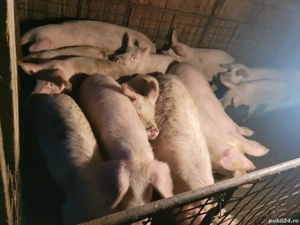 Porci de vânzare  - imagine 5