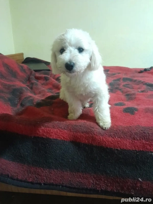 Bichon maltez 