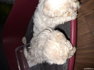Vand pui bichon maltez deparazitati in Sibiu - imagine 2