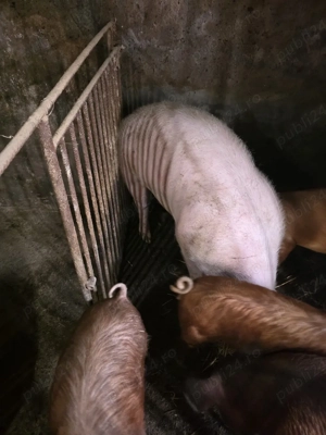 vand porc  - imagine 3