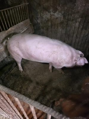 vand porc  - imagine 2