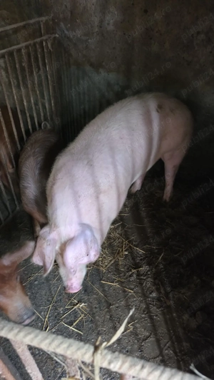 vand porc  - imagine 4