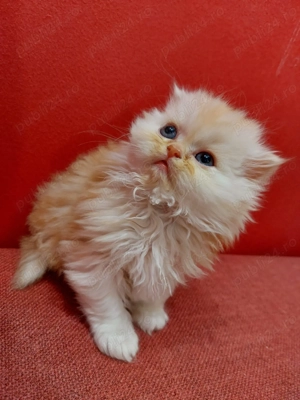 Pisicuță persană superbă - femelă, vaccinată, obișnuită la litieră - imagine 3