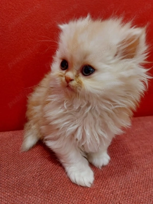 Pisicuță persană superbă - femelă, vaccinată, obișnuită la litieră - imagine 4