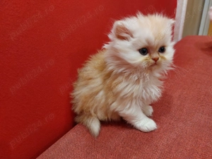 Pisicuță persană superbă - femelă, vaccinată, obișnuită la litieră