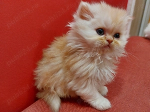 Pisicuță persană superbă - femelă, vaccinată, obișnuită la litieră - imagine 2