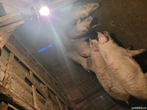 Purcele de prasila  - imagine 2