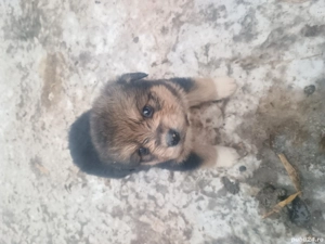 Donez cățeluși talie mică 