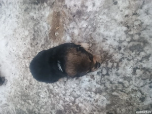 Donez cățeluși talie mică  - imagine 2