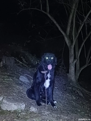 Vând femela ciobănesc corb cu pedigree 