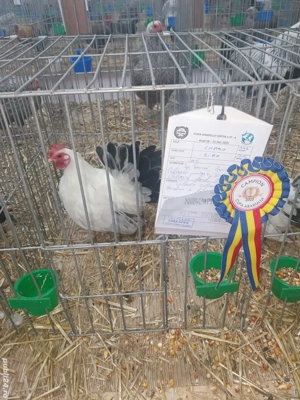 Chabo Siro 2025 și ouă  - imagine 2