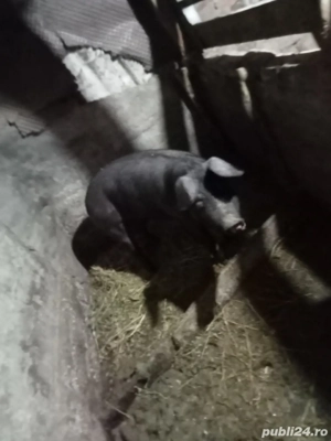vând o purcea la 90kg și trei purcei metis duroc schimb cu purcea gestantă sau capre  - imagine 4