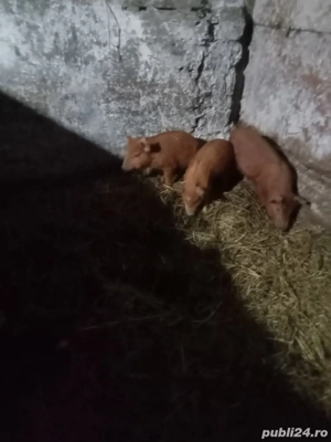 vând o purcea la 90kg și trei purcei metis duroc schimb cu purcea gestantă sau capre 