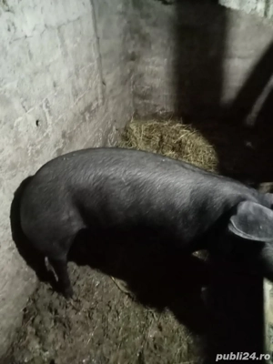 vând o purcea la 90kg și trei purcei metis duroc schimb cu purcea gestantă sau capre  - imagine 2