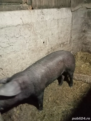vând o purcea la 90kg și trei purcei metis duroc schimb cu purcea gestantă sau capre  - imagine 5