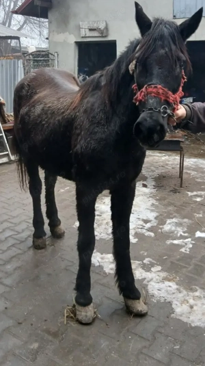 Vand iapa, învățată la muncii gospodaresti - imagine 3