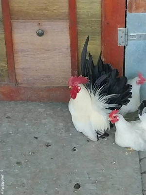 Chabo Siro 2025 și ouă  - imagine 3