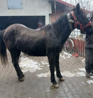 Vand iapa, învățată la muncii gospodaresti - imagine 2