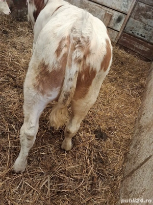 vitei de vanzare - imagine 4