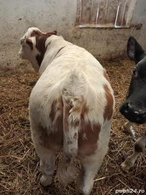 vitei de vanzare - imagine 3