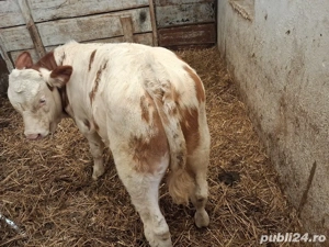 vitei de vanzare - imagine 2