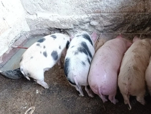 purcei 12 săptămâni  - imagine 2