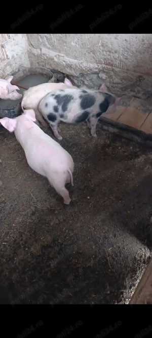 purcei 12 săptămâni  - imagine 4