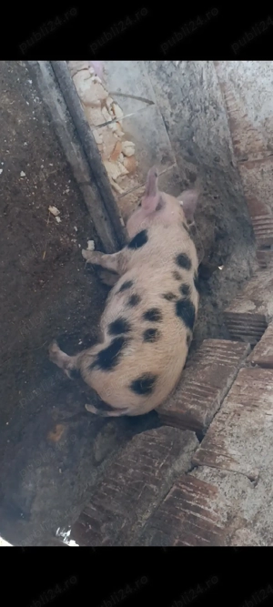 purcei 12 săptămâni  - imagine 3