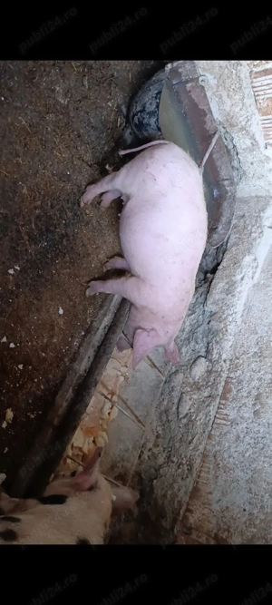 purcei 12 săptămâni  - imagine 5