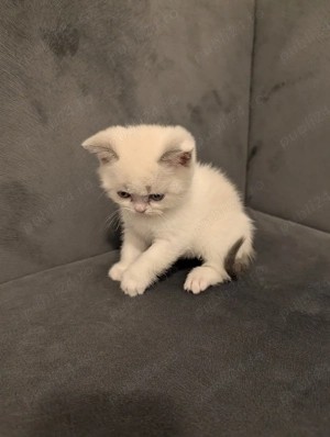 Pui pisica British Shorthair - imagine 5