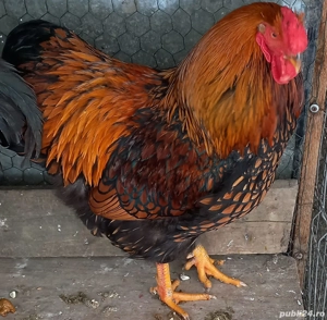 Wiandot Auriu si Argintiu