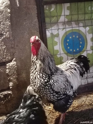 Wiandot Auriu si Argintiu - imagine 2