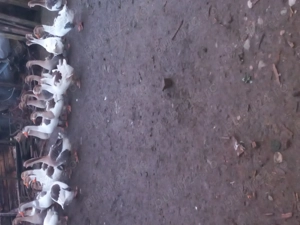 Vânzări pasari - imagine 2