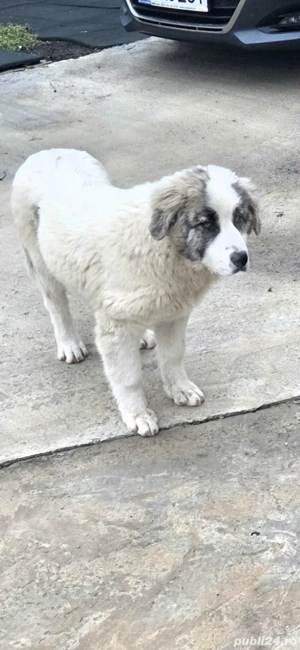 Vand catelusa Ciobanesc de Bucovina - imagine 2