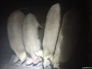 De vanzare purcei.. - imagine 2